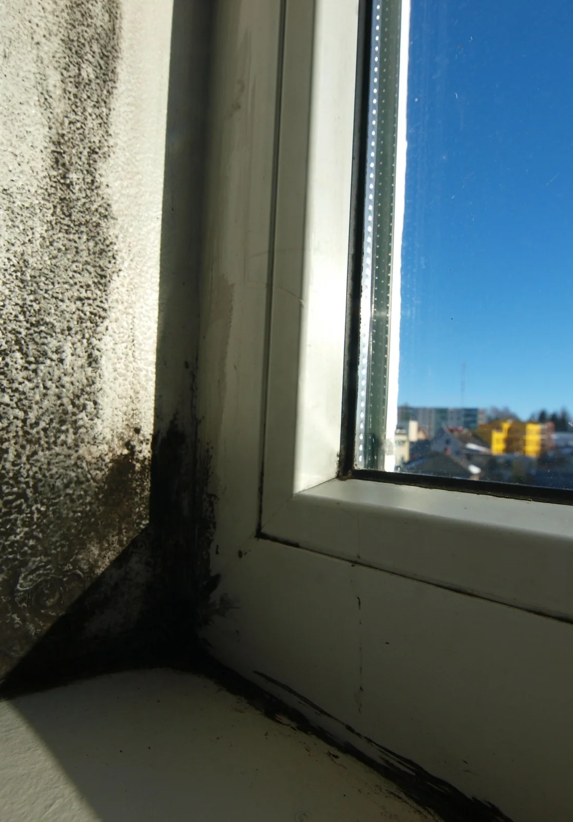 Hallitusseente kolooniad akna külmal sisepinnal